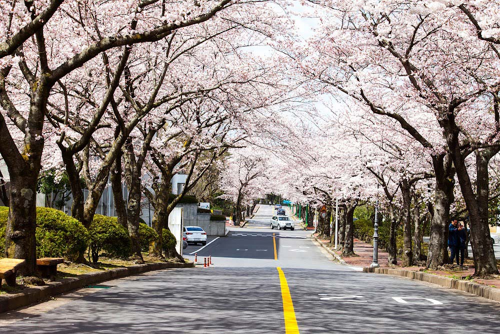 dai-hoc-quoc-gia-jeju