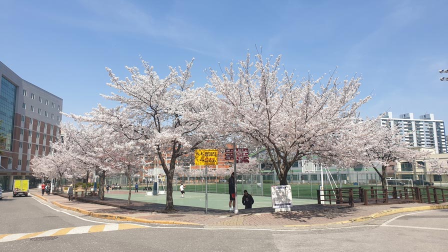 Hoa anh đào quanh sân vận động Đại học Korea Nazarene Hoa anh đào quanh sân vận động Đại học Korea Nazarene