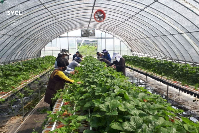 Việc làm nông nghiệp theo chương trình xuất khẩu lao động Hàn Quốc Việc làm nông nghiệp theo chương trình xuất khẩu lao động Hàn Quốc